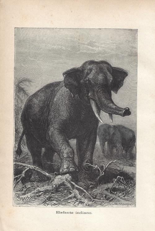 Visario Stampa Su Tela Africa Elefante – Quadro Murale XXL 160x90 Cm, Telaio In Legno Naturale, Marca Tedesca, Pronto Da Appendere